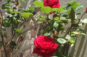 Le Mascaret - photo 8